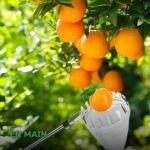Cueille-Fruits Télescopique avec Perche et Panier de Récolte