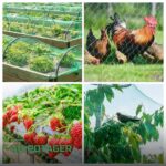 Filet Anti-Oiseaux pour Jardin et Arbres Fruitiers