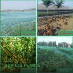 Filet de Protection Anti-Insectes et Anti-Grêle pour Potager