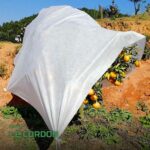 Housses d'Hivernage pour Plantes