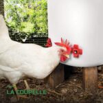 Abreuvoirs Automatiques à Coupelles pour Volaille