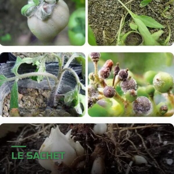 Engrais Biologique Trichoderma pour Racines