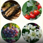 Engrais Biologique Trichoderma pour Racines