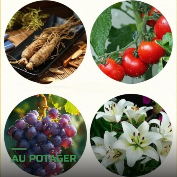 Engrais Biologique Trichoderma pour Racines