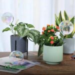 Globes d'Arrosage en Verre pour Plantes