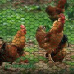 Grillage à Poules Hexagonal Galvanisé en Rouleau