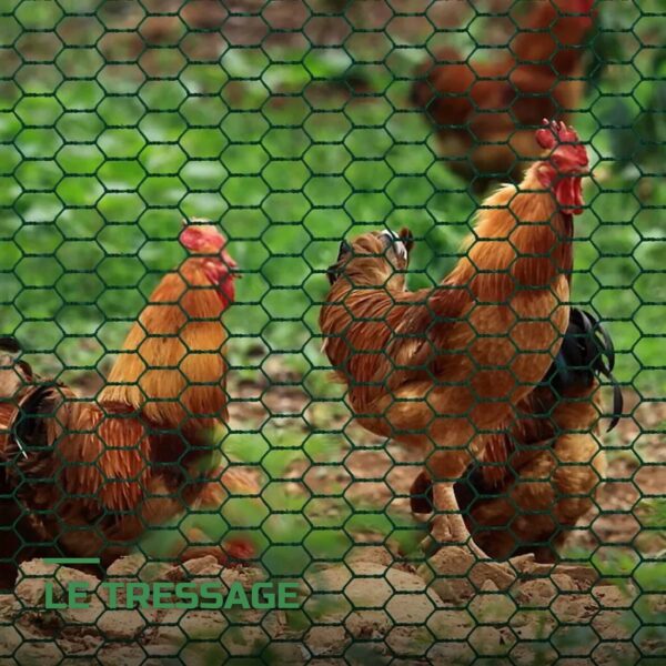 Grillage à Poules Hexagonal Galvanisé en Rouleau