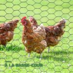 Grillage à Poules Hexagonal Galvanisé en Rouleau