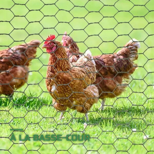 Grillage à Poules Hexagonal Galvanisé en Rouleau
