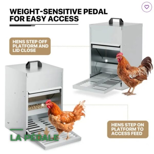 Mangeoire Automatique à Pédale Anti-Gaspillage pour Poules