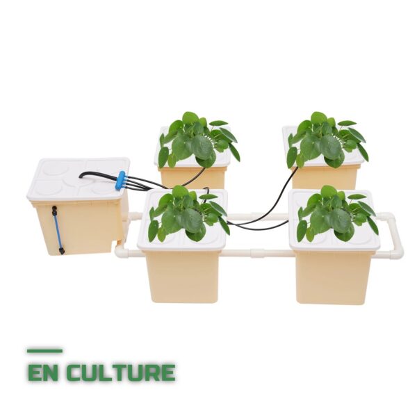 Système Hydroponique DWC à Seaux avec Pompe