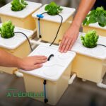 Système Hydroponique DWC à Seaux avec Pompe